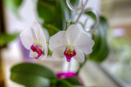 flowers, orchids, petals, white