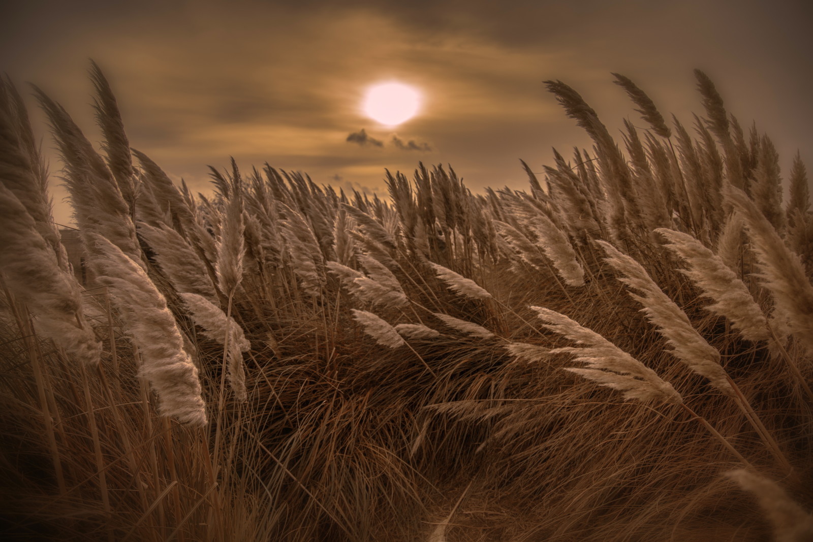 natuur, riet, nacht