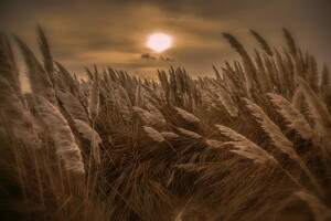 natuur, nacht, riet