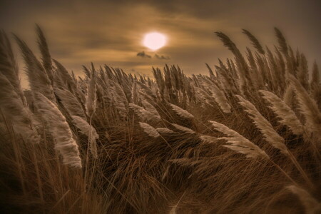 la nature, nuit, roseau