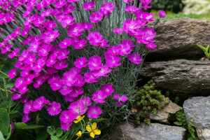 Garden, Park, petals, stones