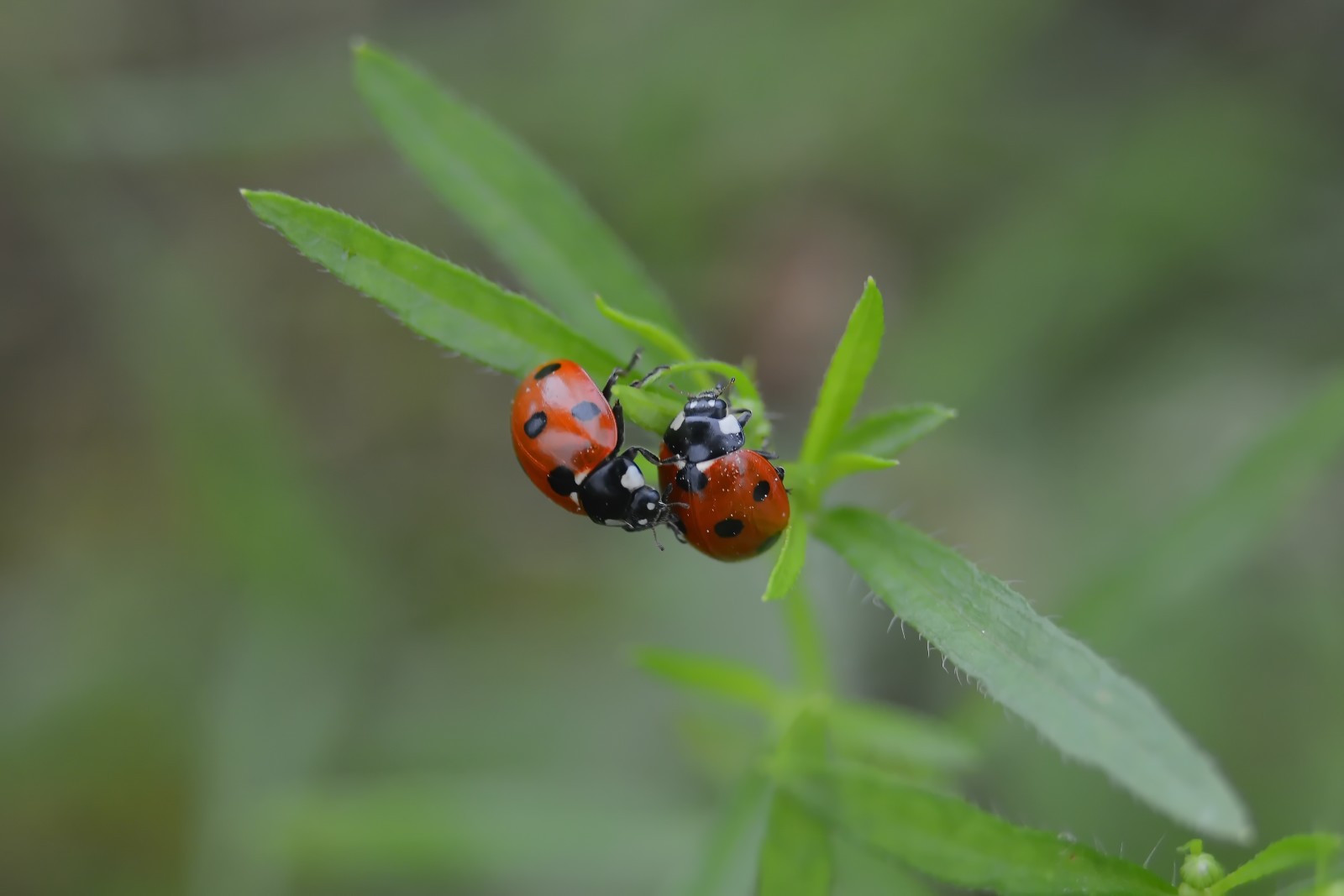 natuur, bokeh, macro, lieveheersbeestje, zomerstemming