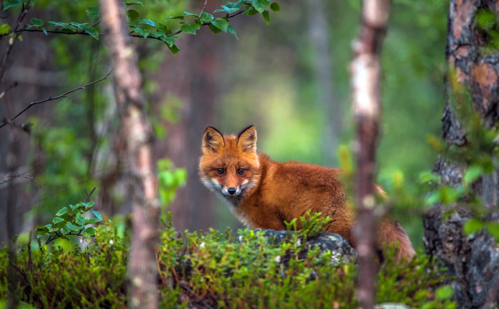 metsä, punainen, Puut, Kettu