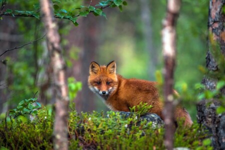 skog, Räv, röd, träd