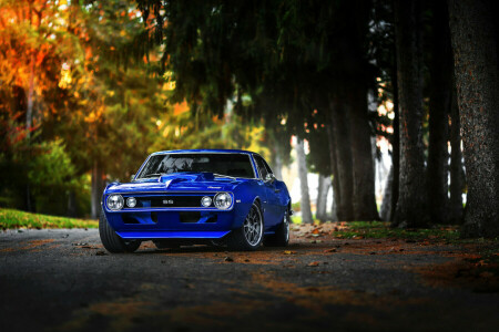 1969, azul, Camaro, coche, color, Otoño, bosque, músculo