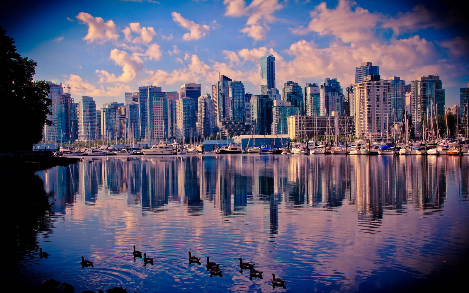 skyscrapers, Canada, water, duck, Vancouver