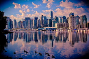 Canada, duck, skyscrapers, Vancouver, water