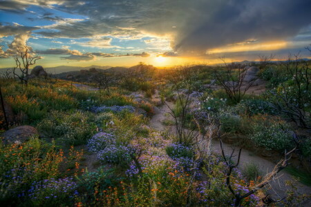 field, flowers, morning