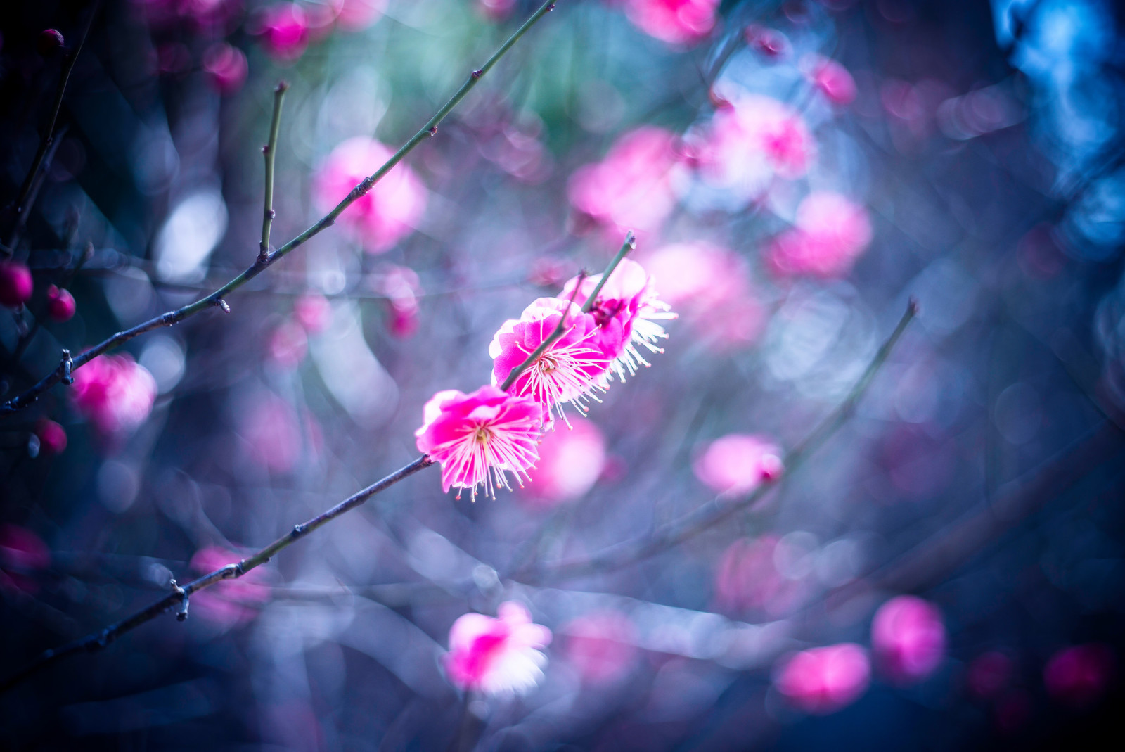 Geäst, Blumen, Frühling, Blütenblätter, Garten