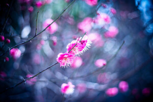 Geäst, Blumen, Garten, Blütenblätter, Frühling