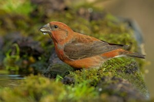 oiseau, boisson, Klest, mousse, l'eau