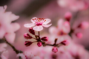 ramo, floração, flores, macro, Primavera, árvore