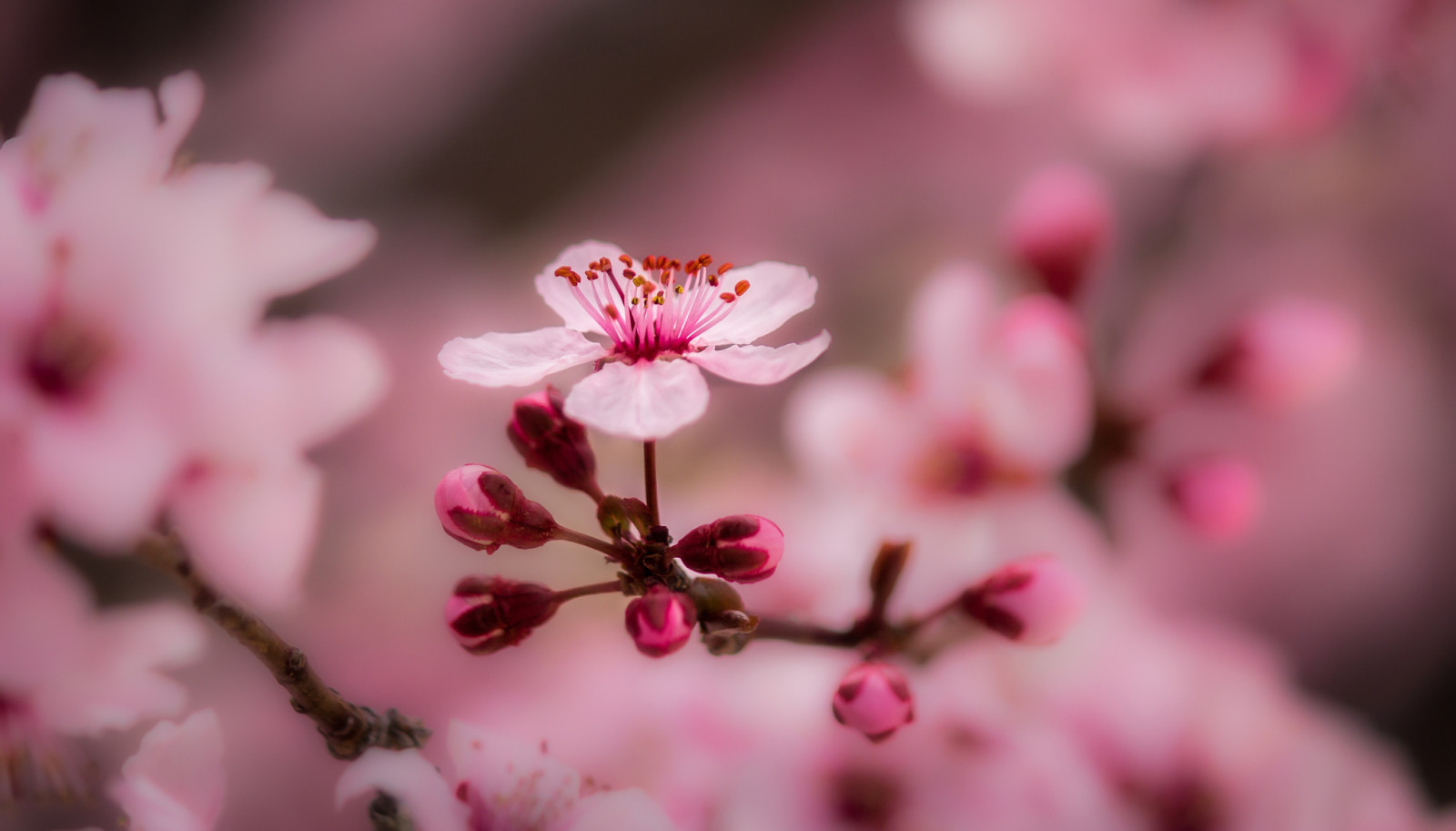 tre, makro, blomster, vår, gren, blomstring