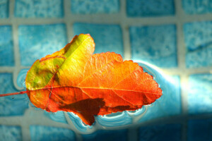 Herbst, Schwimmbad, Blatt, Wasser