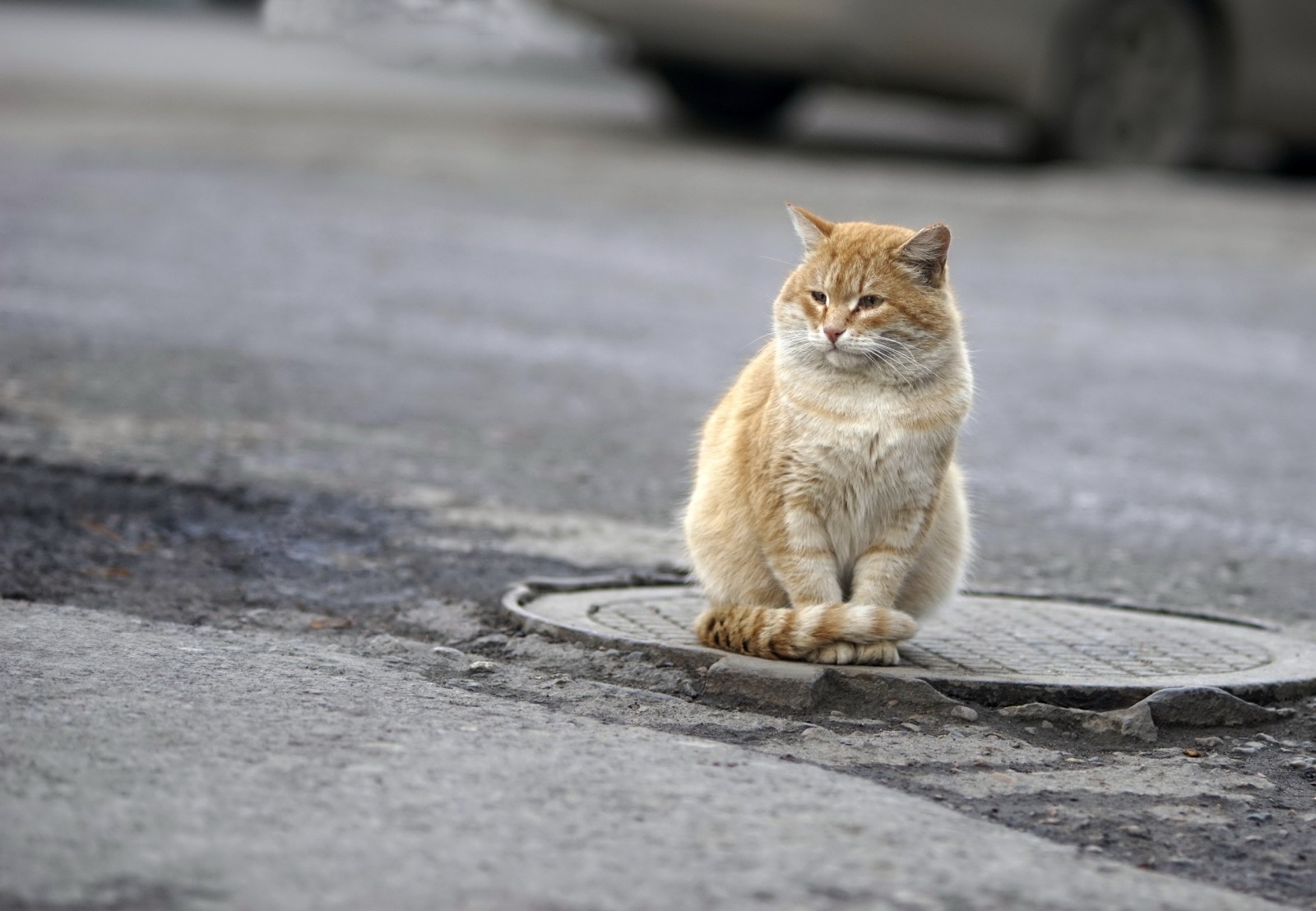 look, cat, street