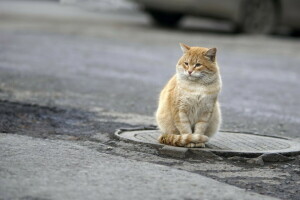 gato, Mira, calle