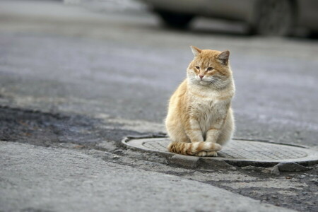 cat, look, street