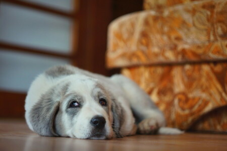 cane, ogni, Guarda