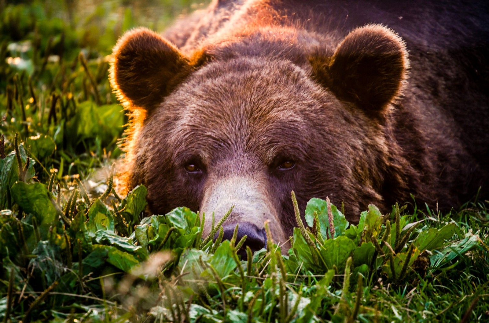 Veja, face, Urso, Grizzly