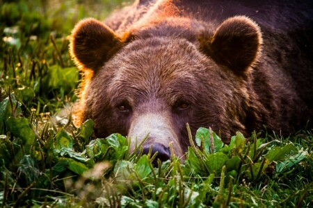 beer, gezicht, Grizzly, kijken