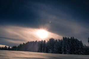 las, Natura, śnieg, zimowy