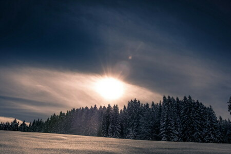 foresta, natura, neve, inverno