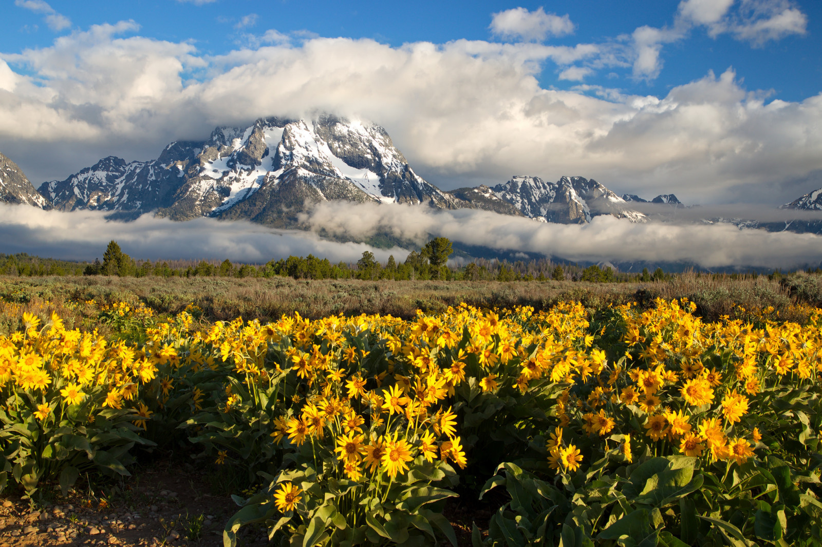 kwiaty, chmury, góry, łąka, Grand Teton, Wyoming, Mount Moran