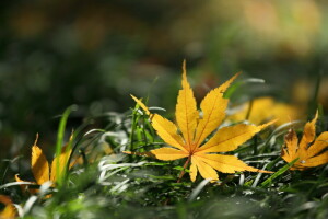 otoño, naturaleza, sábana