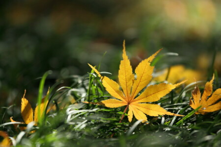 autunno, natura, foglio