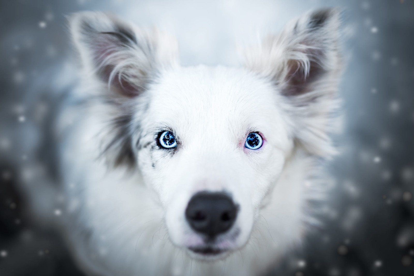 neve, Veja, natureza, fundo, cachorro, face, bokeh, retrato