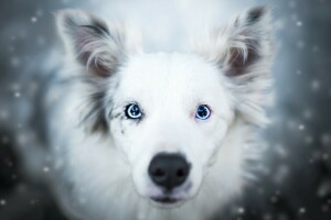 Aussie, Australsk hyrde, bakgrunn, SKJØNNHET, blå øyne, bokeh, nærbilde, hund