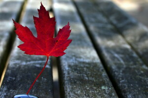 autumn, leaves, nature