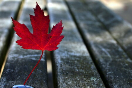 l'automne, feuilles, la nature