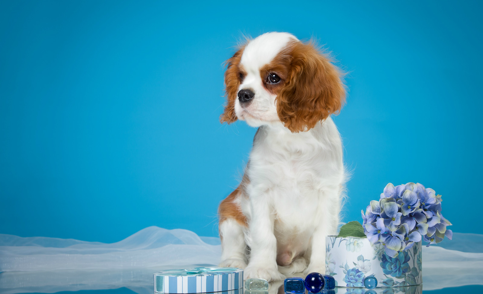 chiot, mignonne, Pointé, Épagneul, hortensia