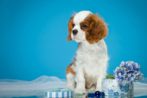 cute, hydrangea, puppy, Spaniel, spotted