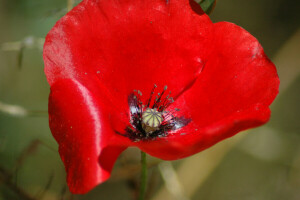 flor, Mac, pétalos