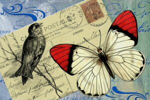 background, bird, BUTTERFLY