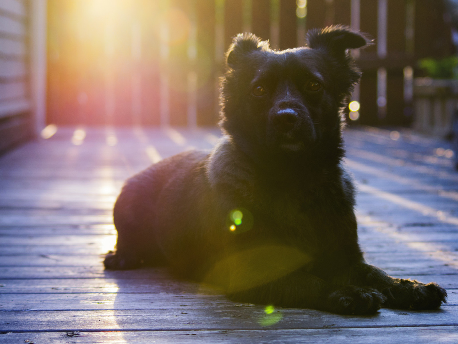 bak, köpek, siyah, her biri