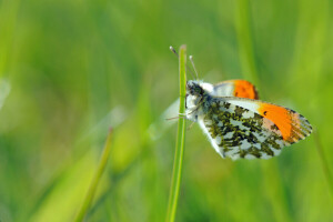 un brin d'herbe, PAPILLON, concentrer, légumes verts, insecte, macro