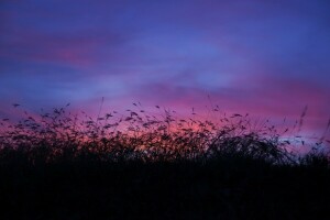 nuvens, campo, grama alta, o céu, crepúsculo