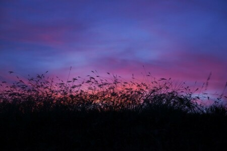 clouds, field, tall grass, the sky, twilight