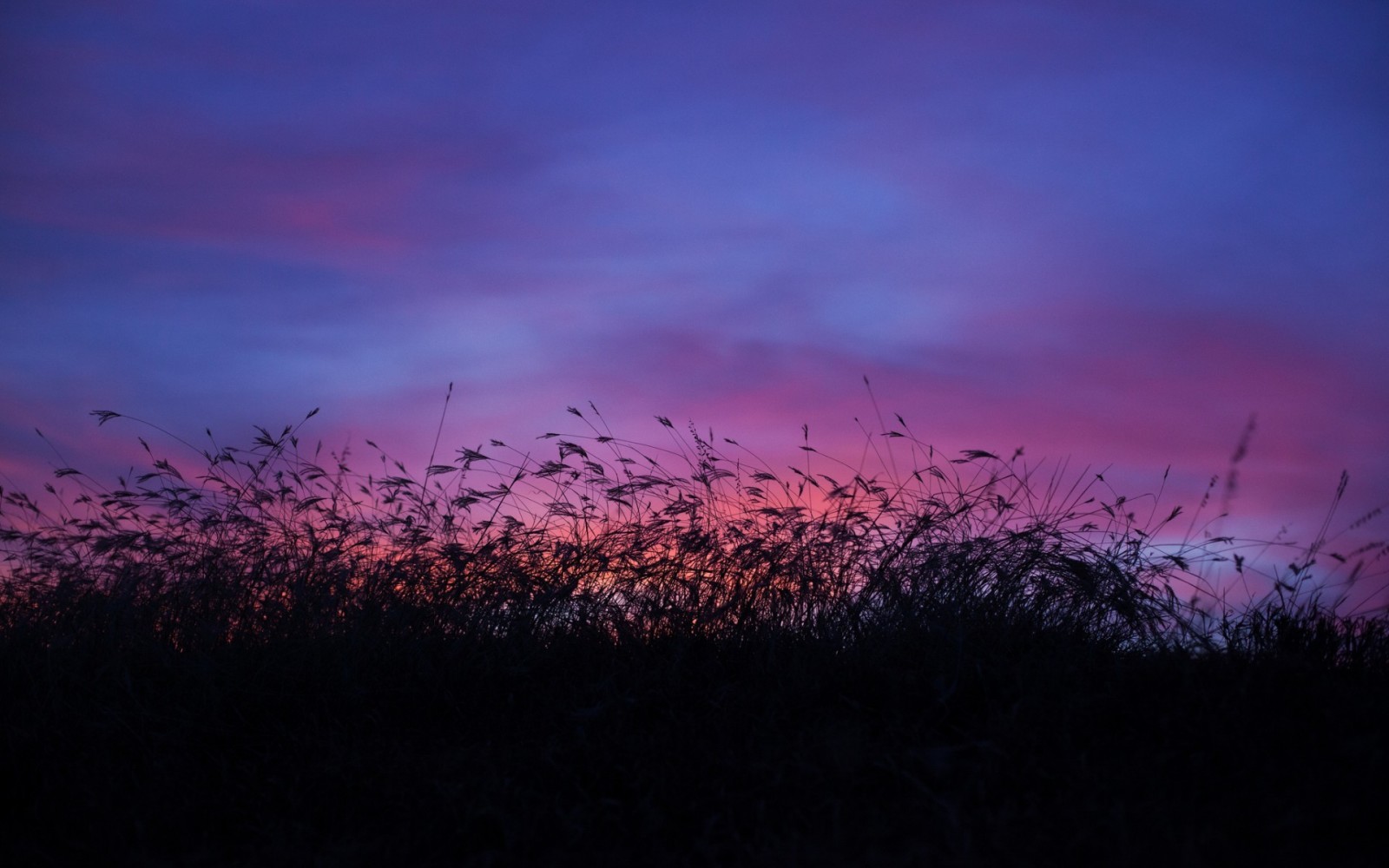 the sky, field, clouds, twilight, tall grass