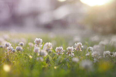 trèfle, fleurs, herbe, la nature, bouillie