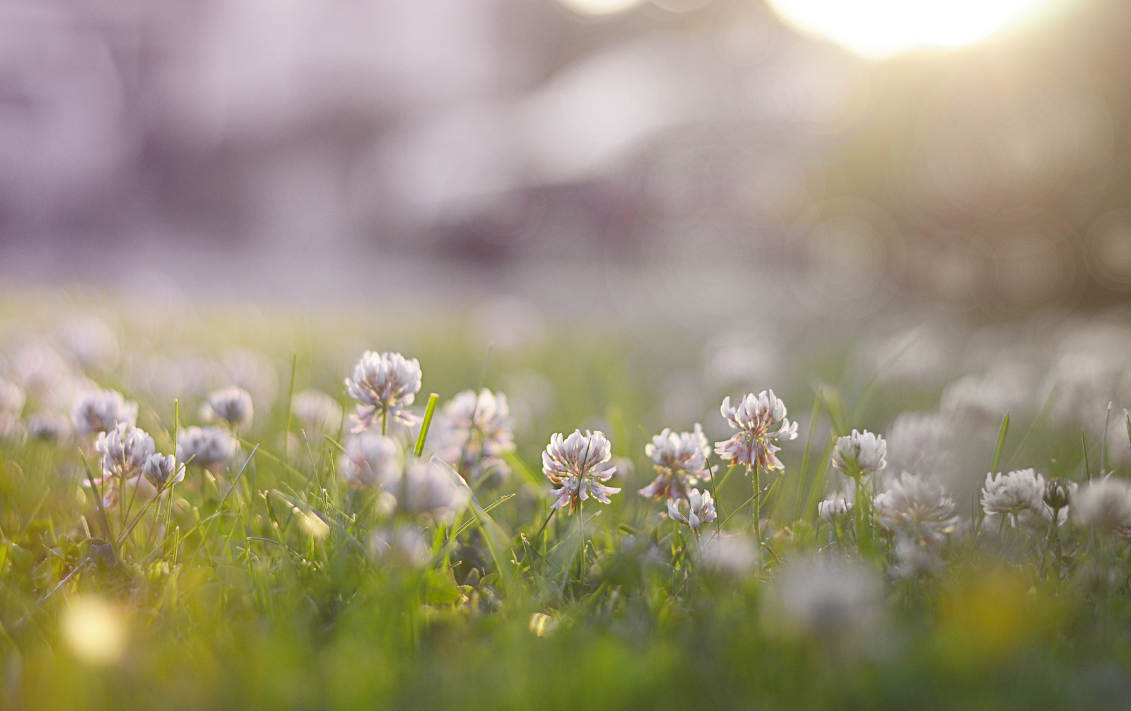 græs, natur, blomster, kløver, grød