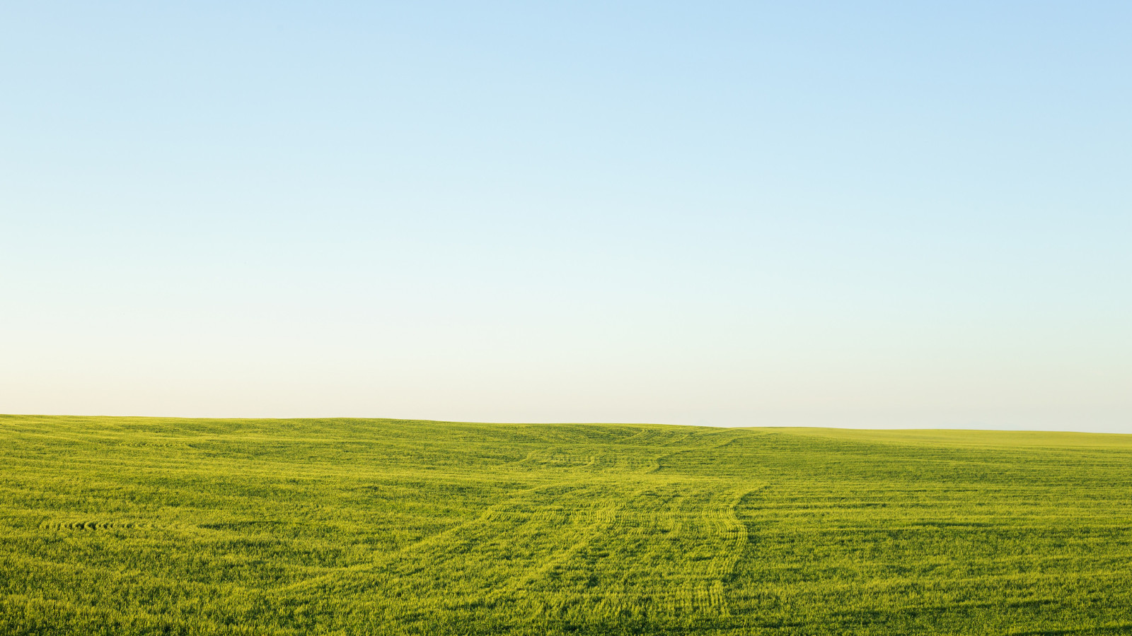 tráva, nebe, pole, zelený, horizont