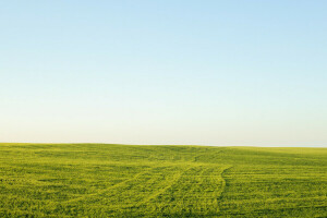 veld-, gras, groen, horizon, de lucht