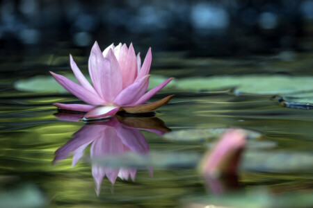 leaves, Lily, water, water Lily