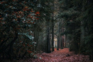 herfst, Woud, natuur