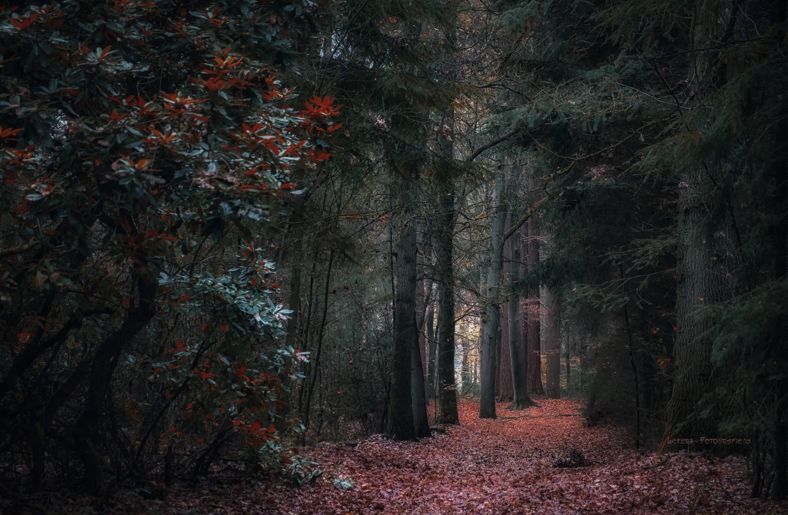 höst, skog, natur