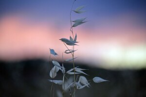 gryning, gräs, morgon-, spikelets, himmelen